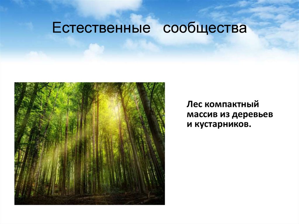 Природное сообщество естественные и искусственные. Искусственные природные сообщества. Природное сообщество лес. Искусственные и Естественные леса. Природное сообщество лес 3 класс.