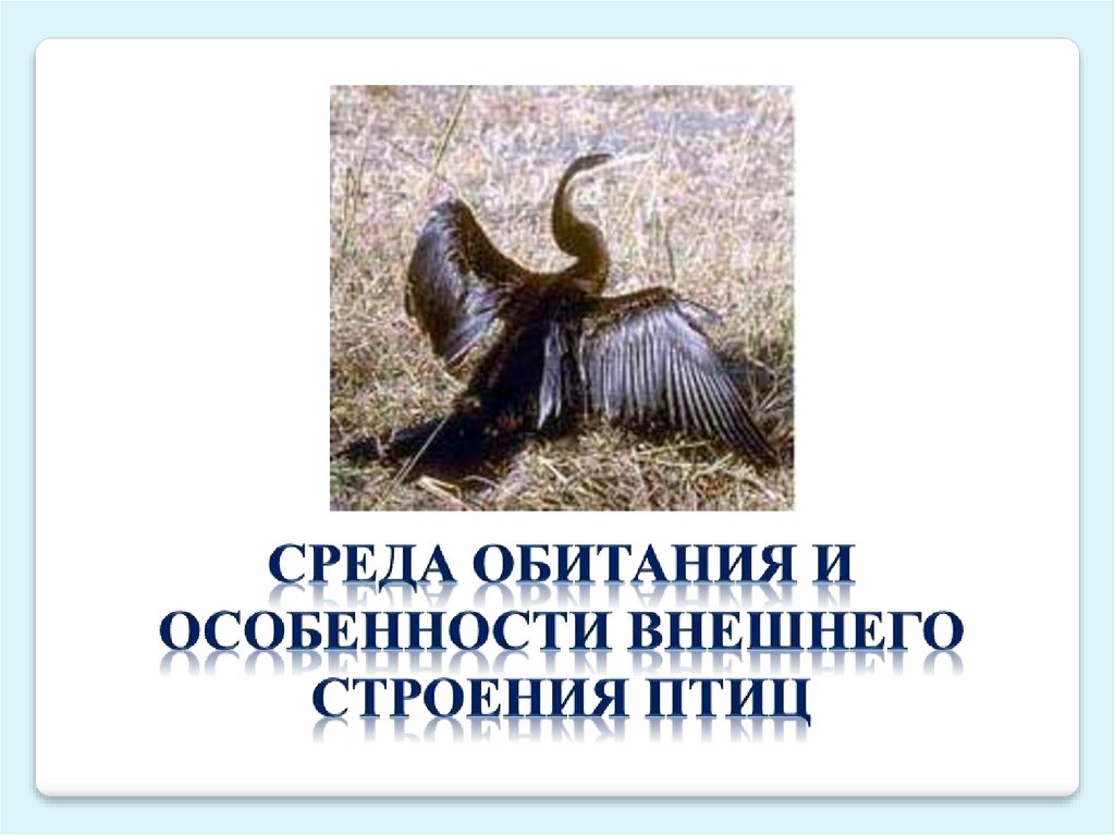 Особенности строения птиц леса. Среда обитания птиц. Среда обитания и строение птиц. Особенности внешнего строения птиц связанные со средой обитания. Наземные килегрудые птицы среда обитания.