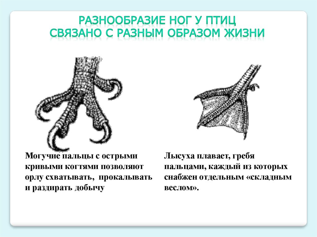 Части тела птицы которые являются рычагами презентация