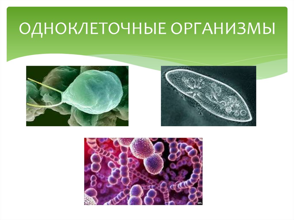 Какие животные одноклеточные. Одноклеточные ядерные организмы. Одноклеточные организмы форма тела. Примеры одноклеточных организмов. Одноклеточные неподвижные организмы.