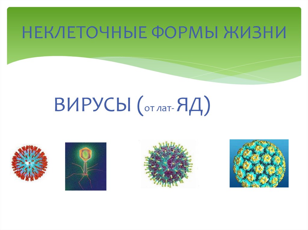 Разнообразие организмов презентация