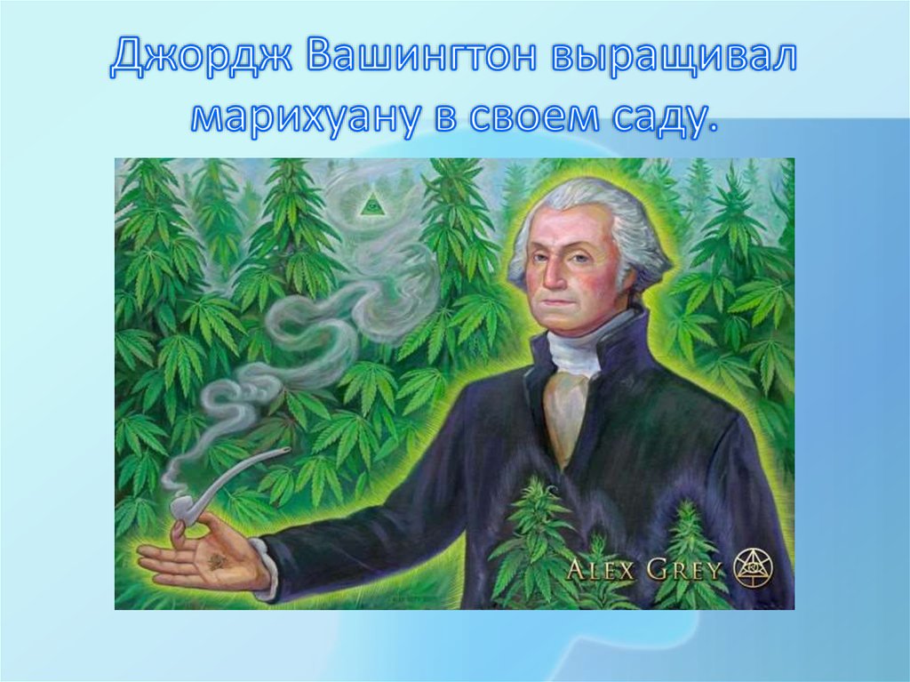 Джордж вашингтон выращивал марихуану вырастим гидропонику и конопля