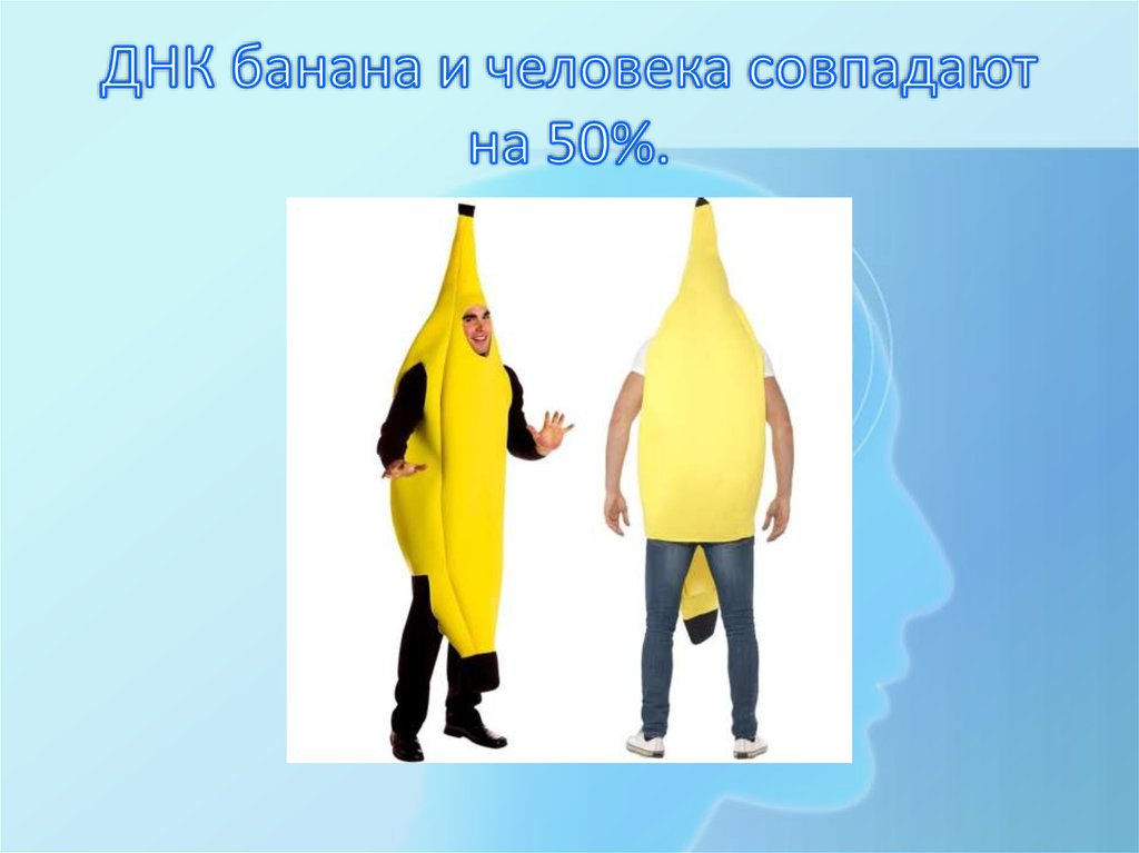 ДНК банана и человека совпадают на 50%.