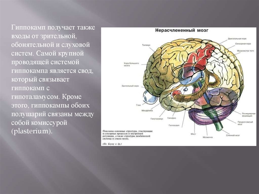 Повреждение гиппокампа. Функции гиппокампа головного мозга. Гиппокамп и миндалевидное тело. Гиппокамп головного мозга анатомия. Гиппокамп головного мозга строение и функции.