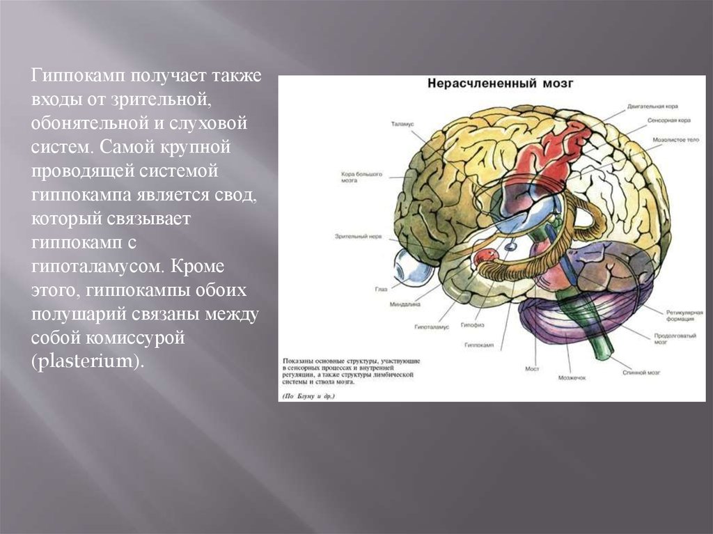 Гиппокамп. Функции гиппокампа головного мозга. Аммонов Рог гиппокампа. Строение мозга гиппокамп. Гиппокамп строение и функции.