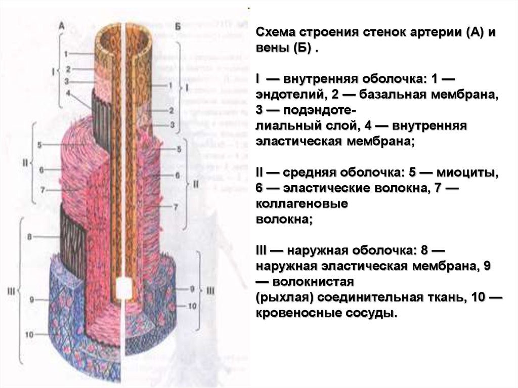 Строение стенки. Схема строения стенки артерии. Схема строения стенки артерии и вены мышечного типа. Строение стенки артерии слои. Схема стенки артерии эластического типа.