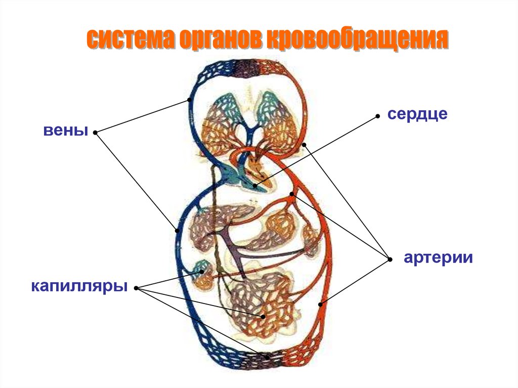 Основные органы кровообращения. Органы кровообращения. Система органов кровообращения. Система органов кровообращения сердце артерии вены капилляры. Система органов кровообращения функции.