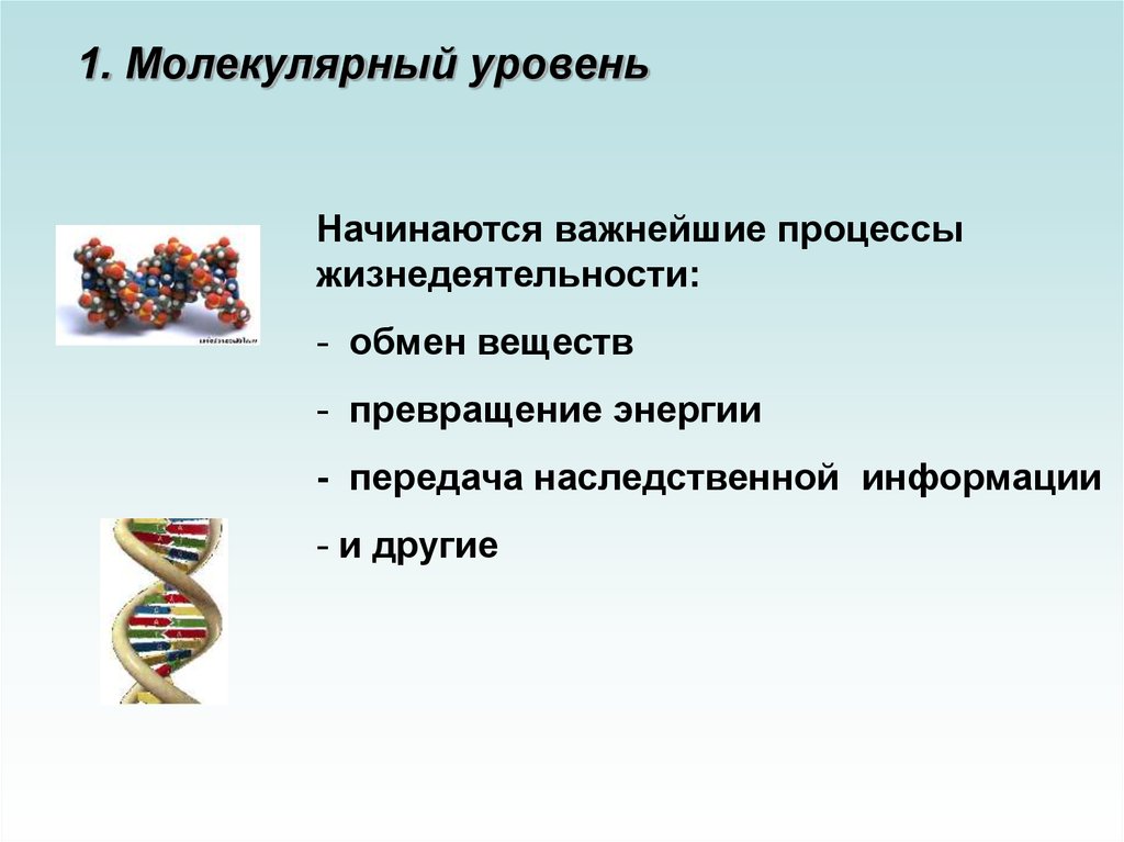 Молекулярный уровень организации изучает