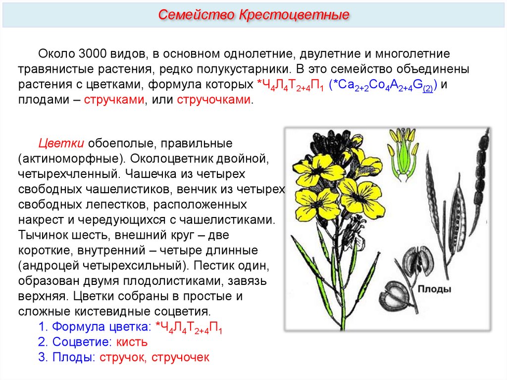 Класс двудольные растения семейства крестоцветные