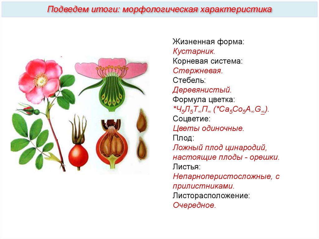 Формула цветка жизненная форма. Шиповник Розоцветные формула цветка. Формула цветка плоды розоцветных. Семейство Розоцветные строение плода. Цинародий шиповника.