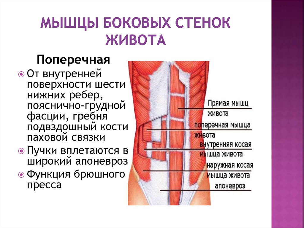 Образование в области живота. Анатомия брюшной стенки живота. Мышцы формирующие переднюю стенку живота. Мышца боковой стенки брюшной полости. Мышцы брюшной стенки живота.