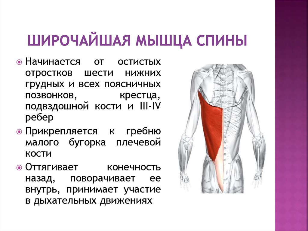 M Latissimus Dorsi прикрепление