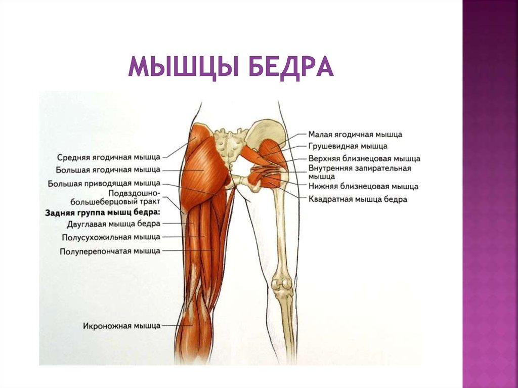 Квадратная мышца бедра фото