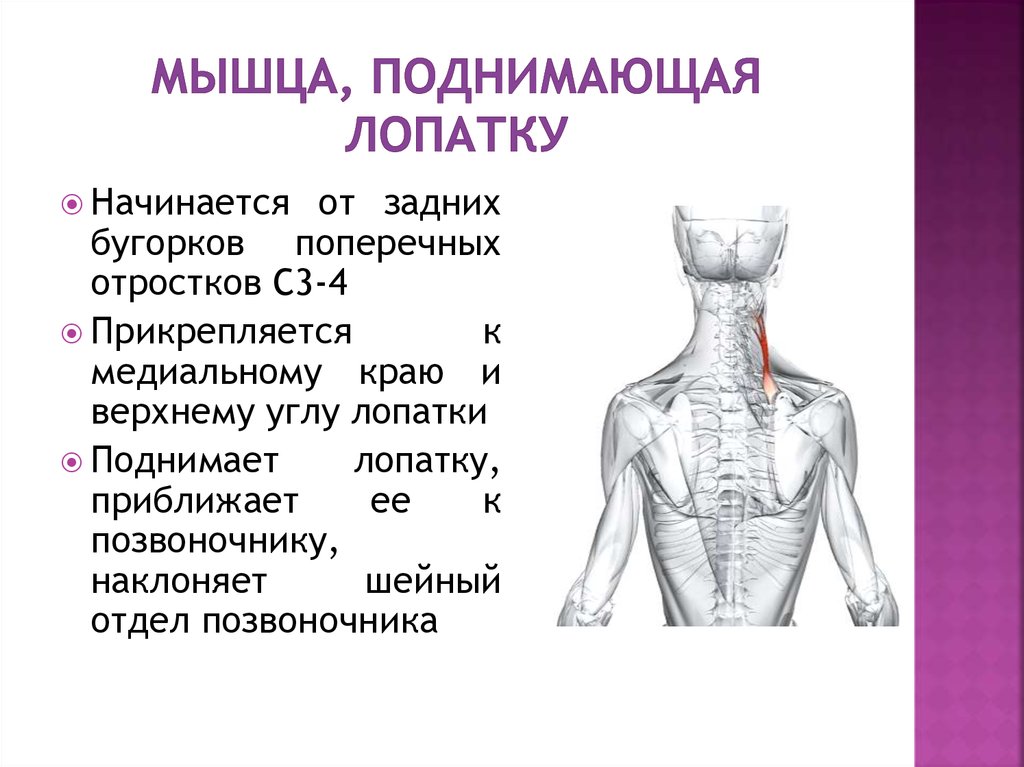 Трапециевидная мышца и мышца поднимающая лопатку