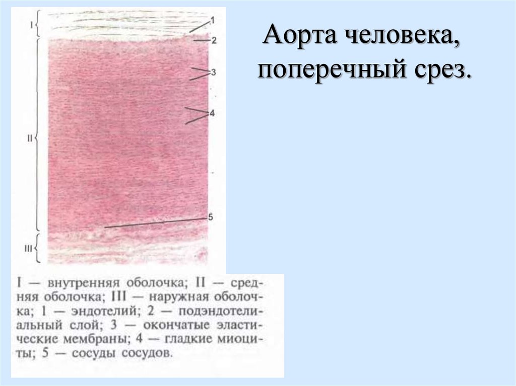 Стенки аорты. Аорта орсеин гистология. Аорта гистология препарат. Гистологическое строение аорты. Стенка аорты гистология.