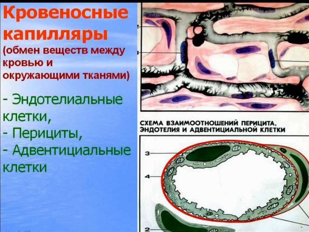 Адвентициальные клетки рисунок