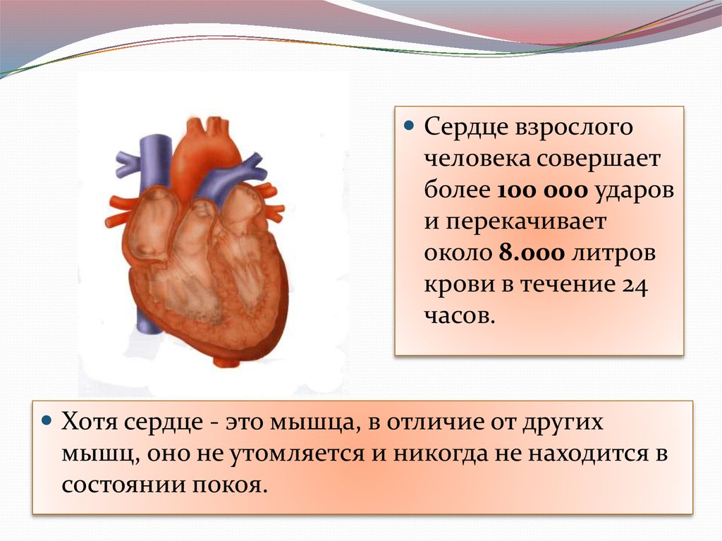 Сердце взрослого. Гигиена сердечно-сосудистой системы. Гигиена сердечно-сосудистой системы кратко. Гигиена сердечно-сосудистой системы доклад. Доклад на тему гигиена сердечно-сосудистой системы.