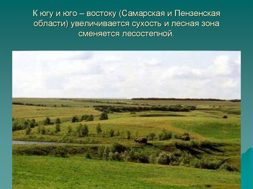 К югу и юго – востоку (Самарская и Пензенская области) увеличивается сухость и лесная зона сменяется лесостепной.