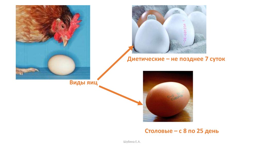 Презентация яйца и яйцепродукты