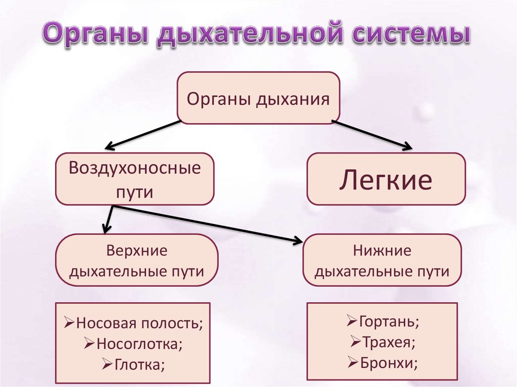 Воздухоносные пути таблица