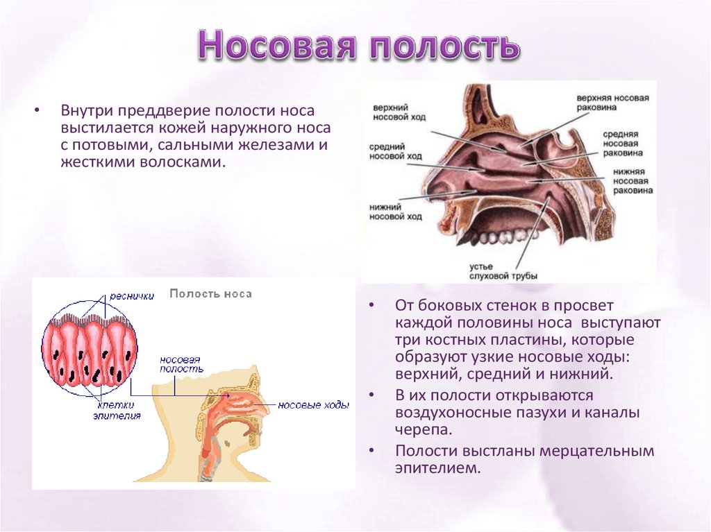Носовые полости функции органа