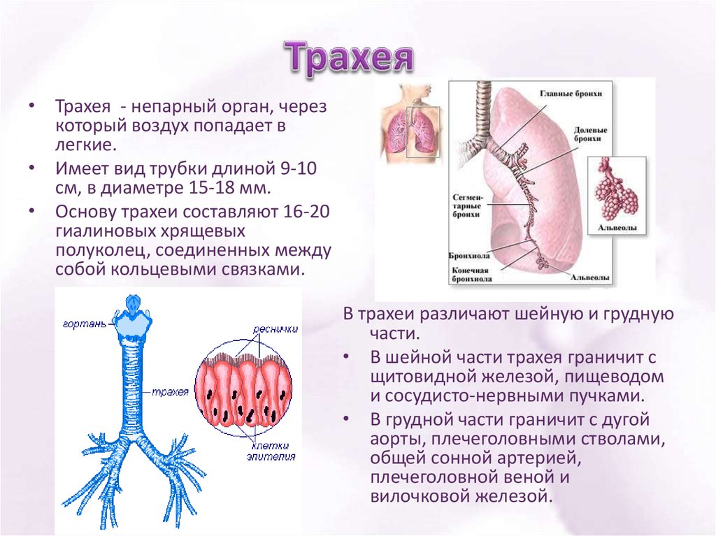 Строение и функции трахеи и легких. Характеристика трахеи. Строение трахеи кратко. Трахея и бронхи строение и функции. Дыхательная система трахея анатомия человека.