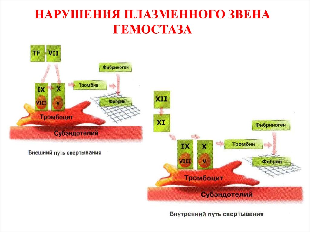 Схема плазменного гемостаза