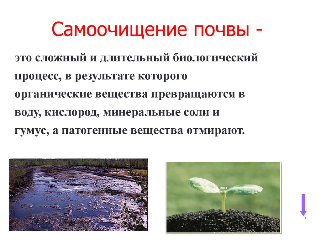 Процессы само