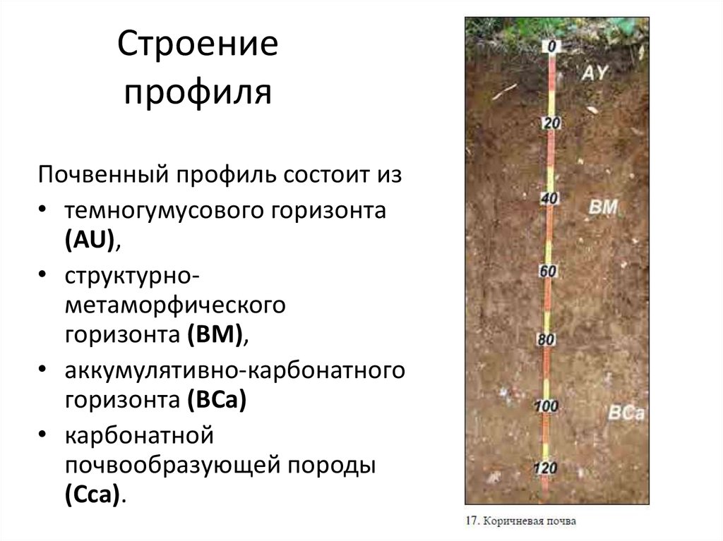 Коричневые почвы презентация