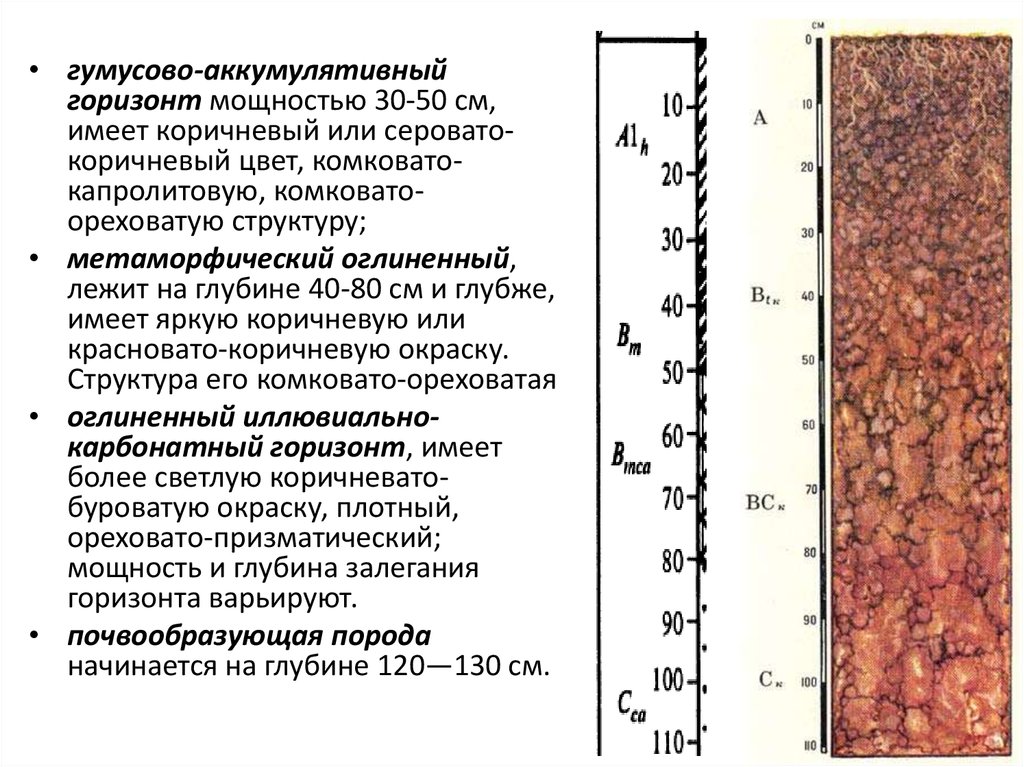 Преобладание коричневых почв