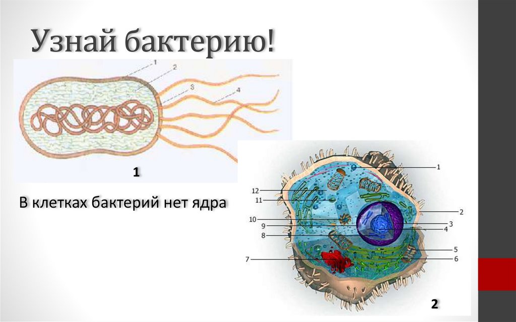 В клетках бактерий есть ядро