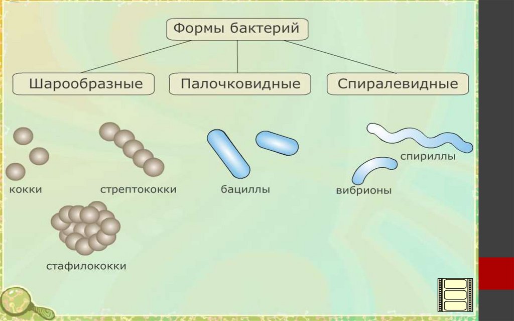 Бактерии 8 класс. Строение бактерий схема форма. Строение бактерий форма бактерий. Схема формы бактерий 7клпсс. Схема форм бактерий 5 класс биология.