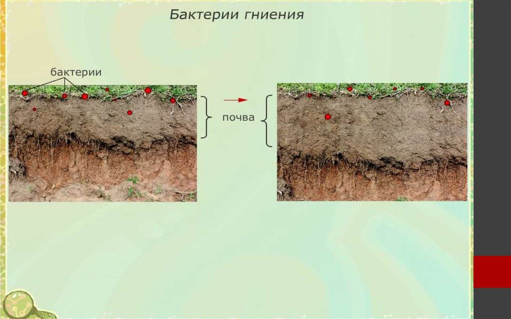 Бактерии гниения. Почвенные бактерии и бактерии гниения. Гниение в почве. Бактерии гниения живущие в почве.