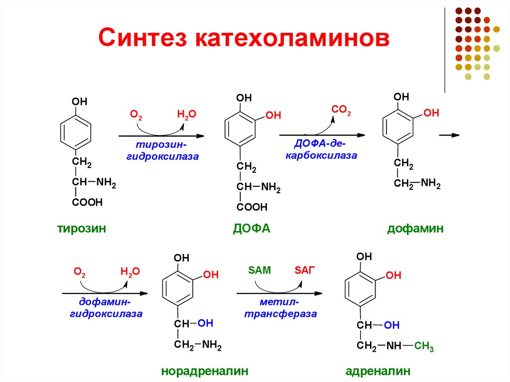 Синтез тирозина. Синтез катехоламинов биохимия. Тирозин Синтез катехоламинов. Синтез катехоламинов биохимия из тирозина. Синтез норадреналина биохимия.