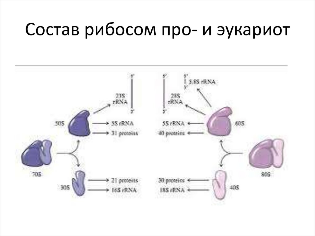 Типы рибосом эукариот