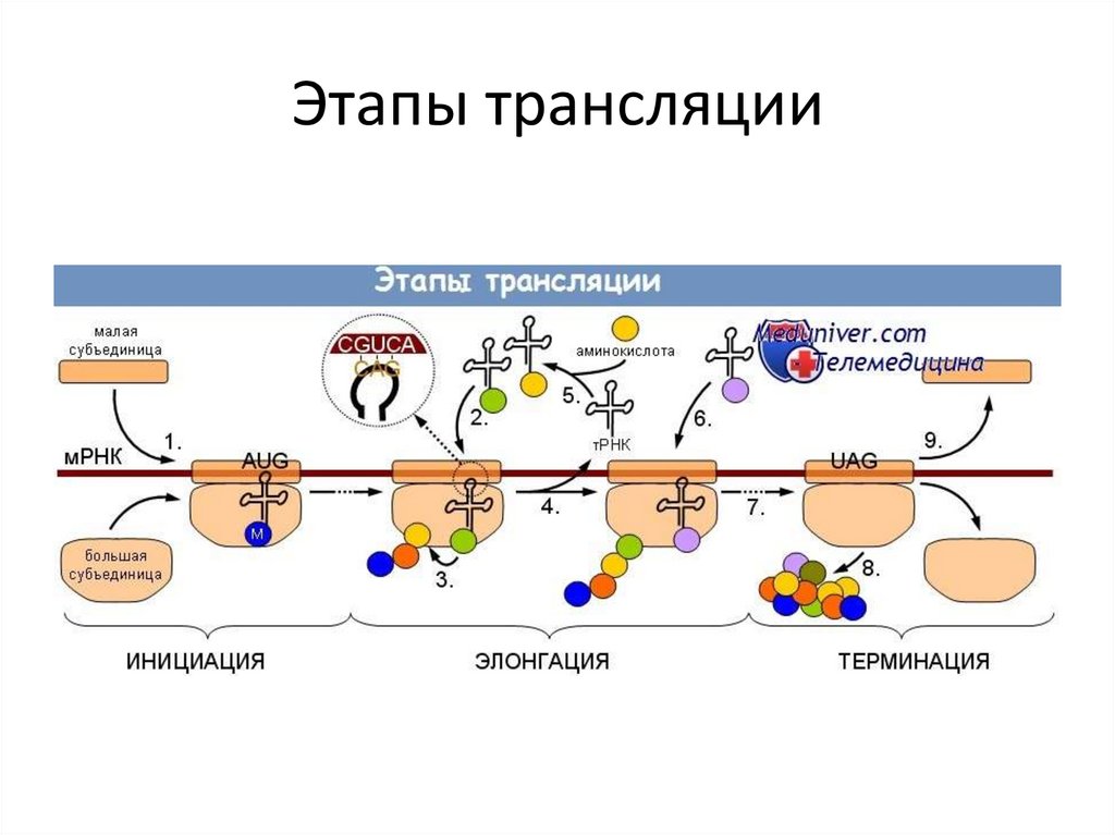 Трансляция биология это