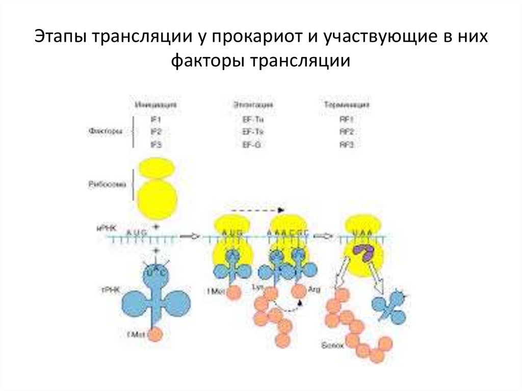 Этапы трансляции