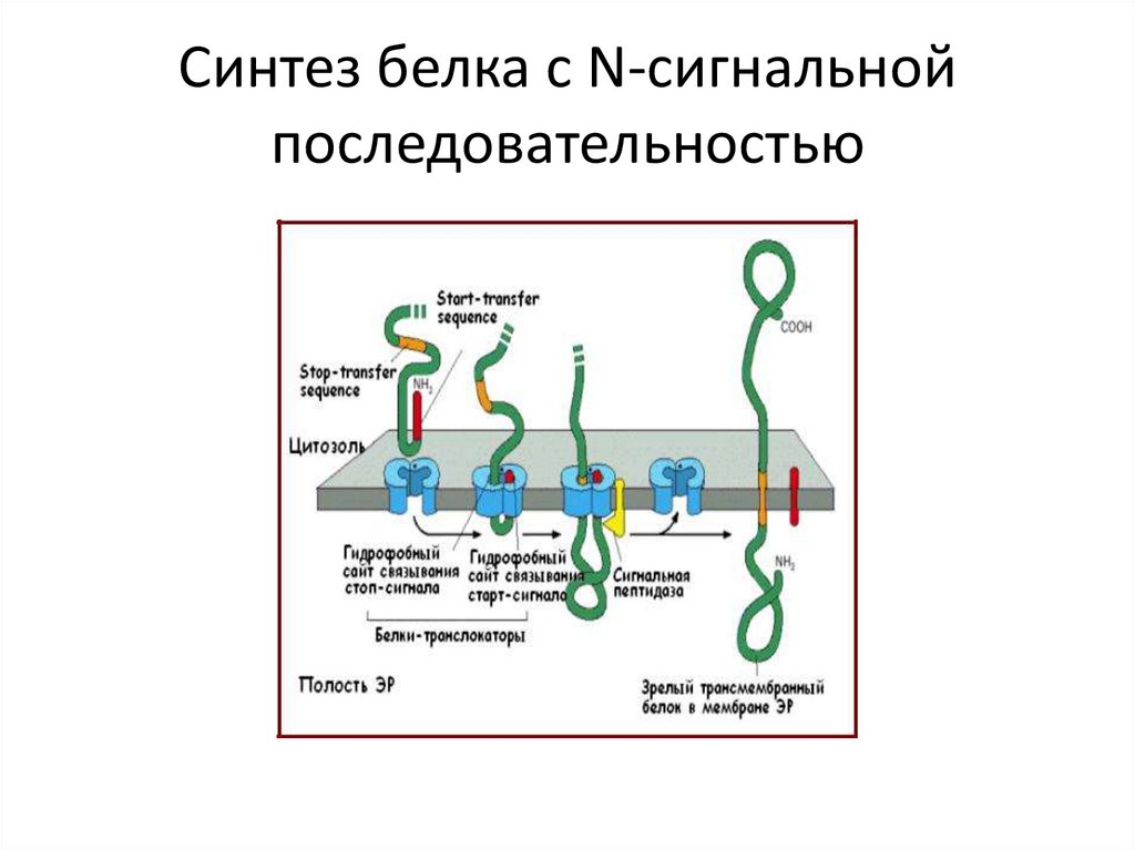4 этапы синтеза белка. Котрансляционный Синтез белка. Синтез белка на ЭПС. Синтез белка поочередность. Порядок синтеза белка.
