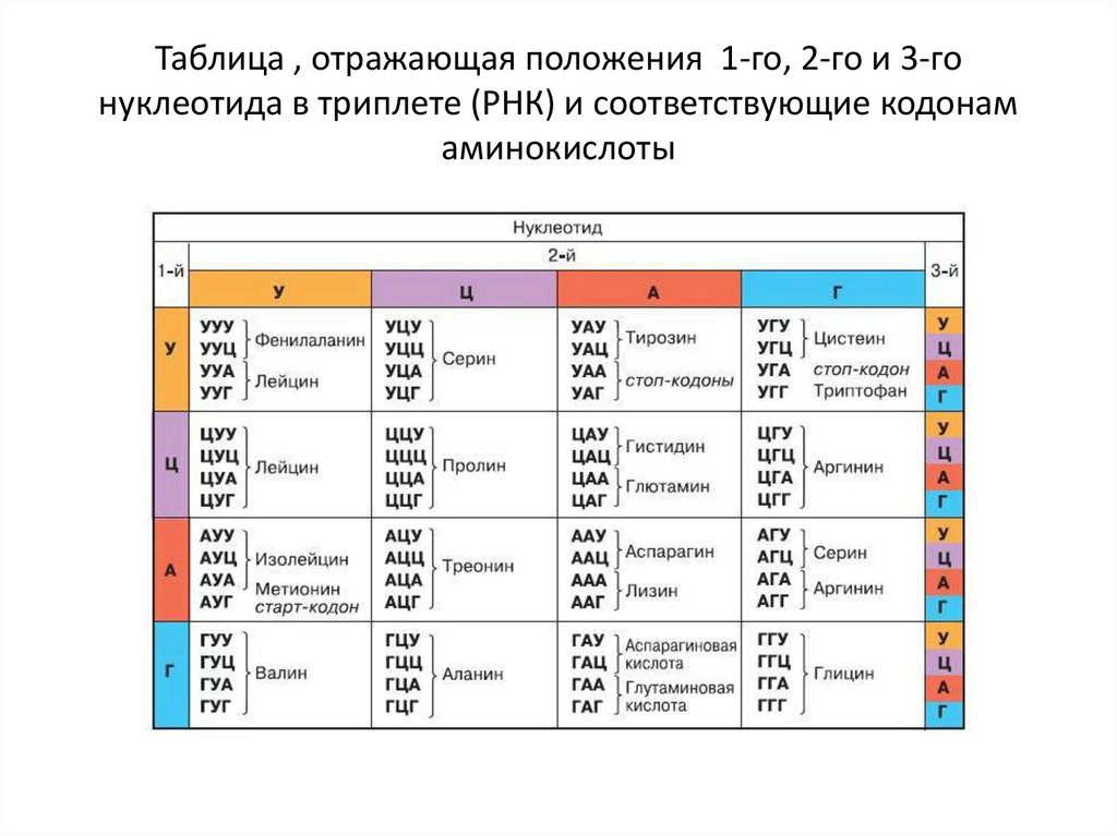 Сколько нуклеотидов содержит днк. Кодоны информационной РНК таблица. Таблица кодирования аминокислот ДНК И РНК. Таблица аминокислот стоп кодоны. Таблица триплетов генетического кода ДНК И РНК.