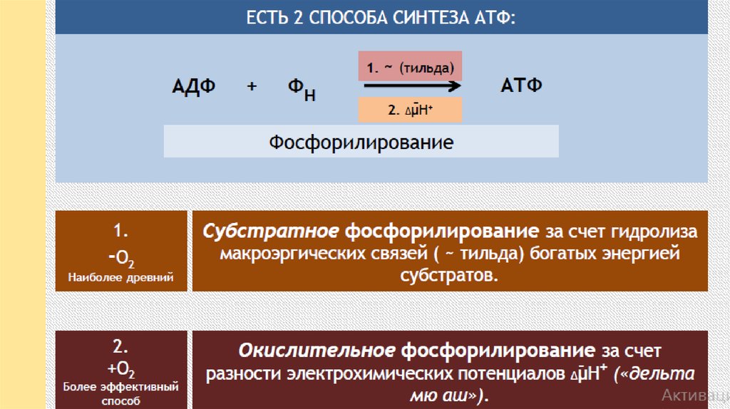 Сколько энергии в макроэргических связях атф. Сколько энергии в АТФ.