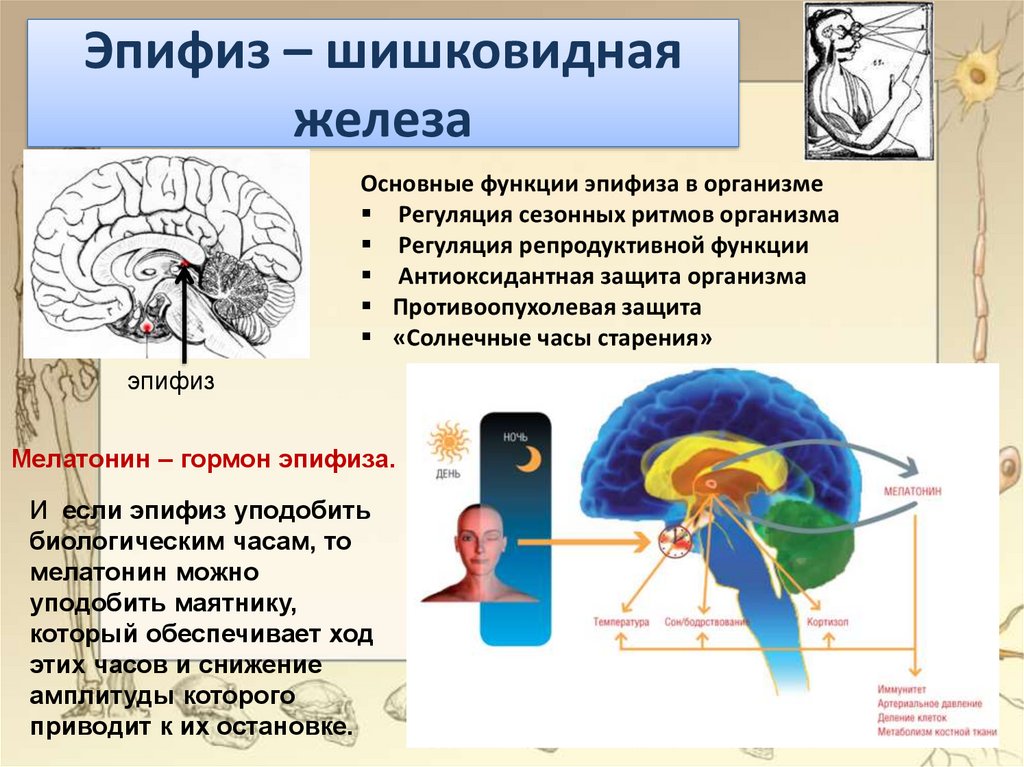 Гипофиз функции мозг. Гипофиз и эпифиз. Таламус гипоталамус эпифиз. Гипофиз и эпифиз головного мозга. Строение мозга эпифиз гипофиз.