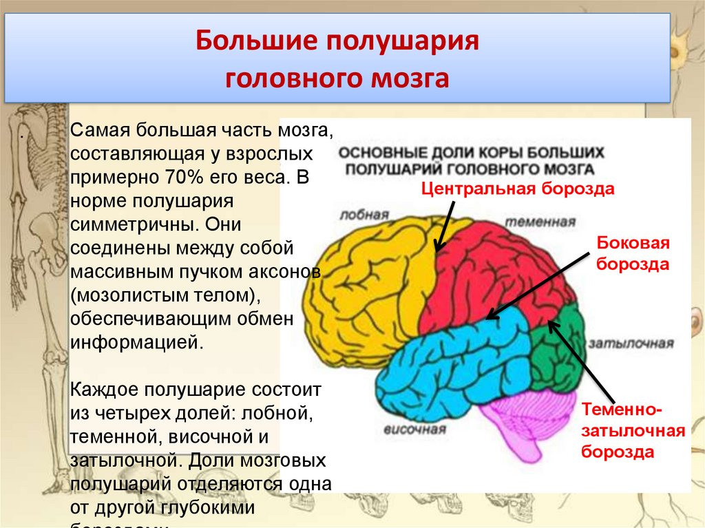 6 долей мозга. Функции основных зон полушарий большого мозга доли функции. Большие полушария головного мозга. Доли больших полушарий головного. Доли полушарий большого мозга.