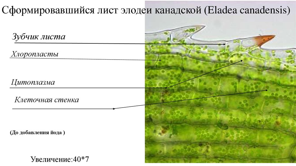 Клетки листьев элодеи. Строение клеток листа элодеи канадской под микроскопом. Строение клеток листа элодеи канадской. Строение листа элодеи под микроскопом. Строение клетки листа элодеи под микроскопом.