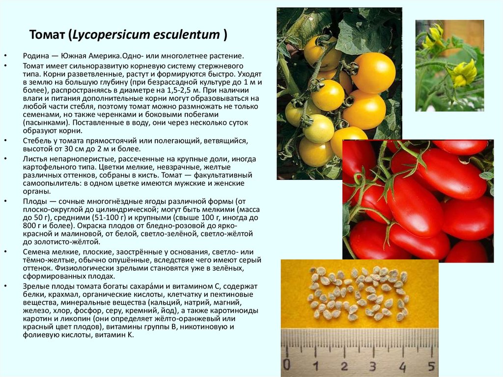 Томат или помидор однолетнее или многолетнее травянистое. Томат семейство Пасленовые. Томат (Solanum lycopersicum). Томат однолетнее или многолетнее растение.