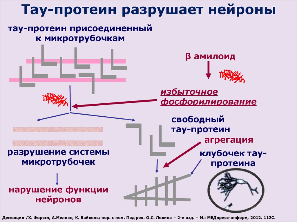 Тау белок