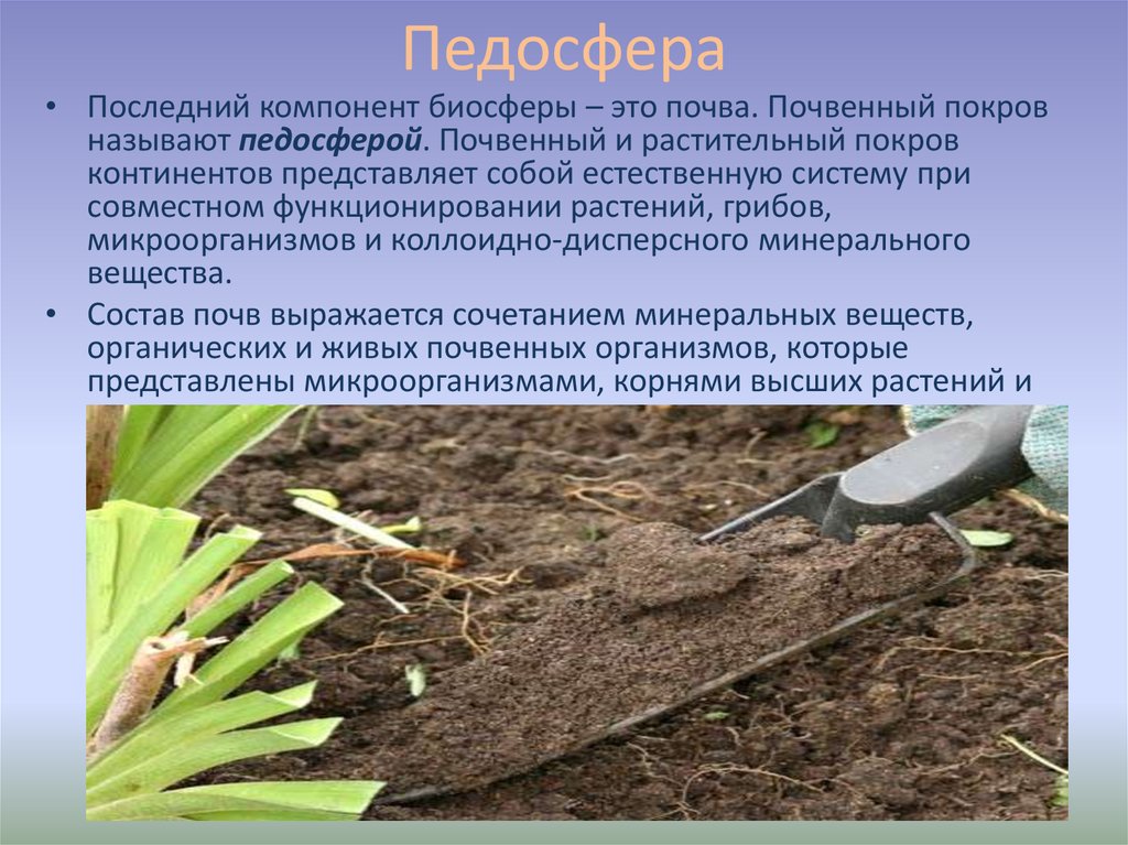 Растительный покров это почва. Почва. Педосфера земли. Биосфера почва. Почва важнейший компонент биосферы.