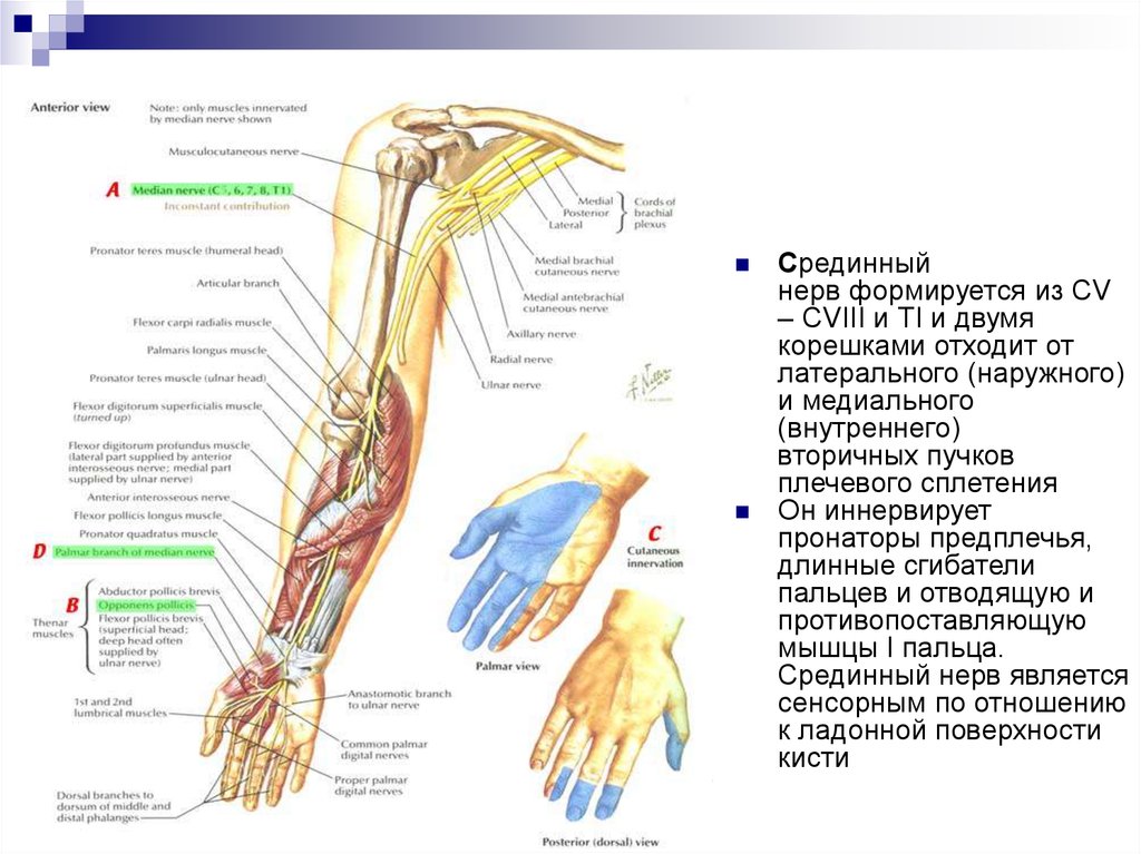 Невропатия верхних конечностей. Туннельный синдром лучевого нерва. Срединный нерв анатомия иннервация. Срединный нерв руки анатомия. Локтевой нерв топографическая анатомия.