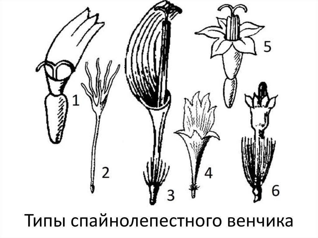 Венчик христов. Сростнолепестный венчик типы. Гвоздевидный венчик. Типы спайнолепестного венчика. Формы венчика цветка.