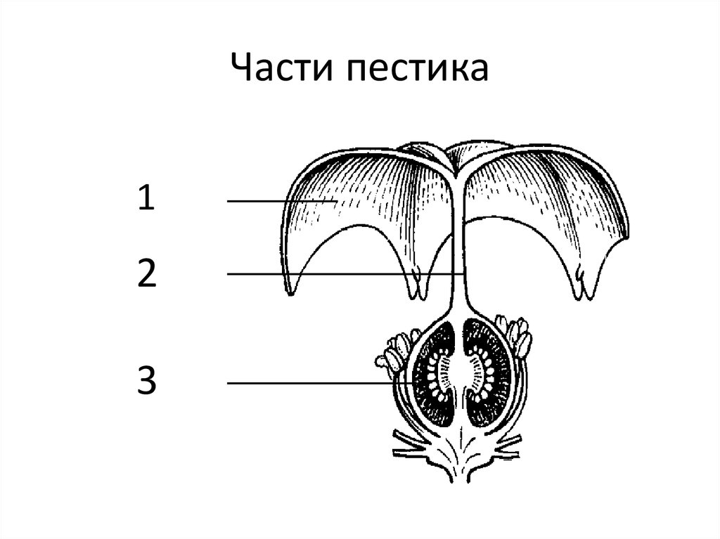 Семяпочка на рисунке