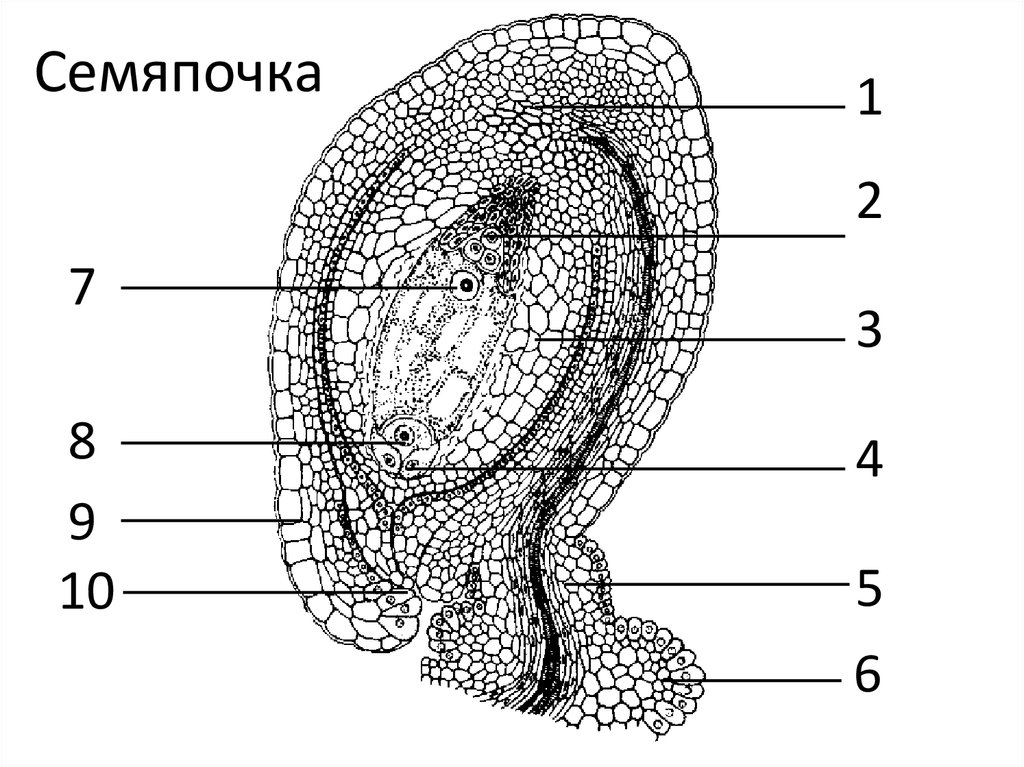 Семяпочка на рисунке